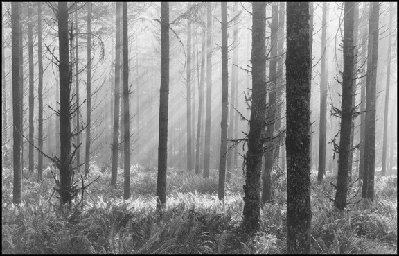 05 Forest Fog